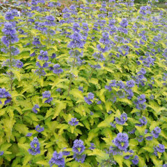 5210566_caryopteris_hint_of_gold_01