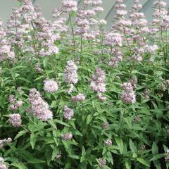 6222642_caryopteris_stephi_01