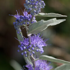 3220570_caryopteris_sterling_silver_01