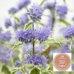 5211241_caryopteris_white_surprise_01