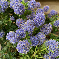 5212693_ceanothus_blue_mound_01
