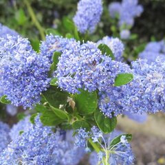 7251541_ceanothus_victoria_01