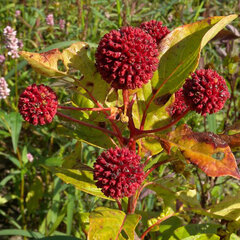 3223401_cephalanthus_occidentalis_01