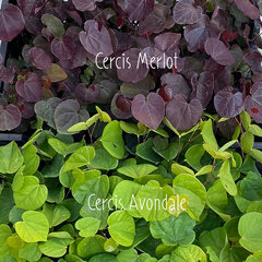 8243624_cercis_avondale_01