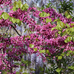 8243624_cercis_avondale_02