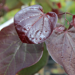 3253623_cercis_merlot_01
