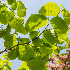 3222519_cercis_shirobana_01