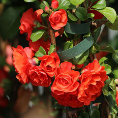 2233768_chaenomeles_orange_storm_01