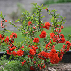 2233768_chaenomeles_orange_storm_02