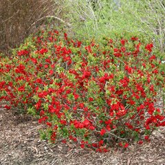 2233769_chaenomeles_scarlet_storm_01