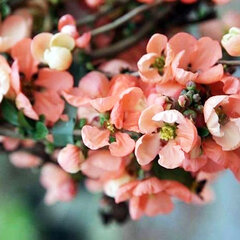 09202259_chaenomeles_sup