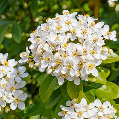 3223402_choisya_ternata_01