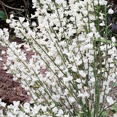 3212021_cytisus_albus_01