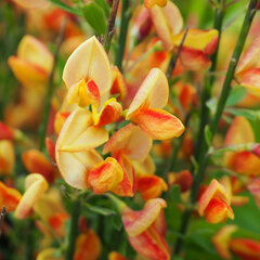 4252260_cytisus_apricot_gem_01