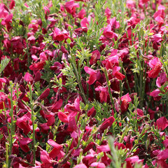 2232261_cytisus_boskoop_ruby_01