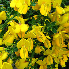 9213036_cytisus_golden_sunlight_01
