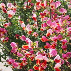 4254641_cytisus_goldfinch_01