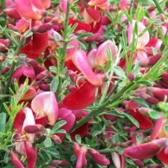 2201543_cytisus_johnson_crimson_01