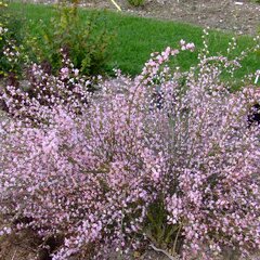 9201545_cytisus_moyclare_pink_01