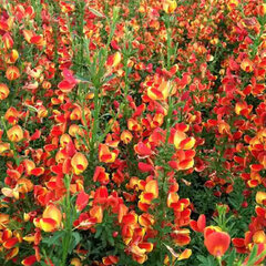 4254642_cytisus_red_lena_01