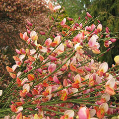 2233816_cytisus_zeellandia_01