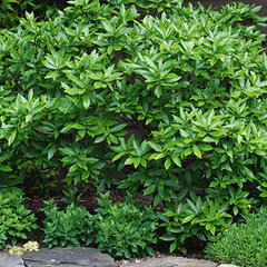 3223405_daphne_mezereum_rubra_01