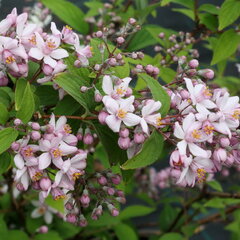 3221547_deutzia_mont_rose_01