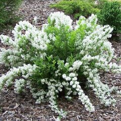 09201546_deutzia_nikko_01