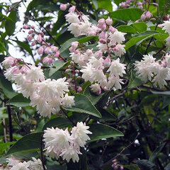 05202022_deutzia_plena_01