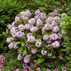 3241548_deutzia_raspberry_sundae_01