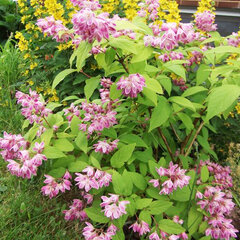 3242262_deutzia_strawberry_fields_01