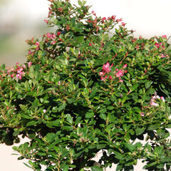 3241330_escallonia_red_dream_01