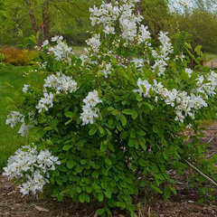 3233750_exochorda_blushing_pearl_01