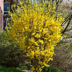 3233751_forsythia_goldraush_01
