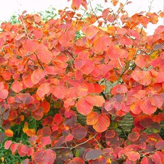 3223410_hamamelis_birgit_01