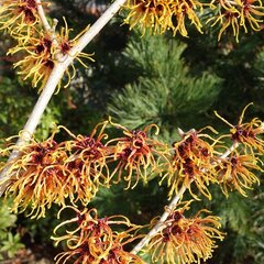 10251551_hamamelis_orange_beauty_01
