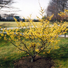 02201552_hamamelis_pallida_01