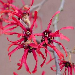 02201553_hamamelis_ruby_glow_01