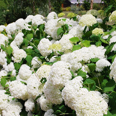 3251554_hydrangea_annabelle_03