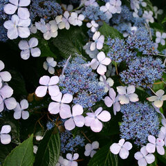 6251949_hydrangea_bluebird_03