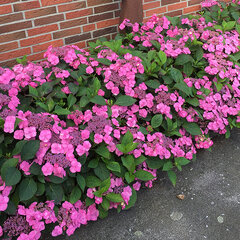 3253113_hydrangea_cotton_candy_02