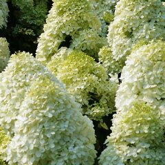 02201556_hydrangea_diamantino_01