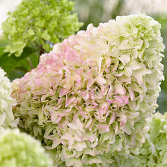 9212033_hydrangea_little_fresco_01