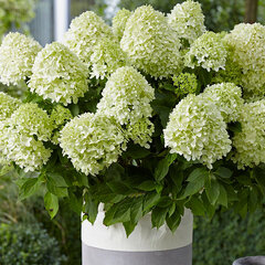 9212034_hydrangea_little_spooky_02