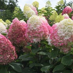 5254477_hydrangea_living_colourful_cocktail_r_08