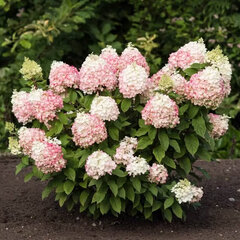 52544772_hydrangea_living_colourful_cocktail_r_01