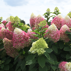 52544772_hydrangea_living_colourful_cocktail_r_07