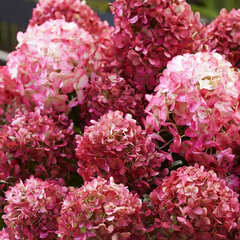 5254478_hydrangea_living_little_rosy_r_02