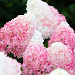 52544792_hydrangea_living_pink_rose_r_01