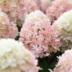 5254481_hydrangea_living_raspberry_pink_r_07